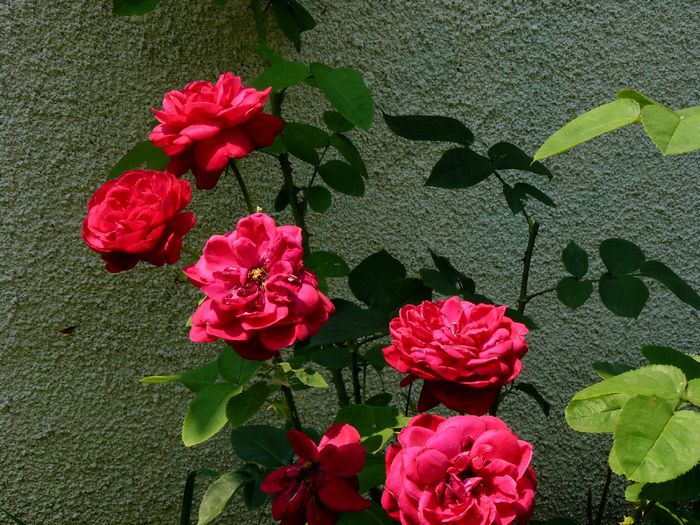 L.D.B uimitor de bine dupa casa !