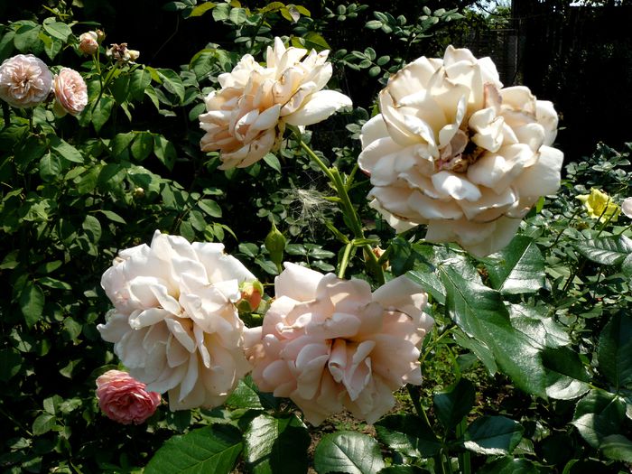 Geisha flori foarte mature...