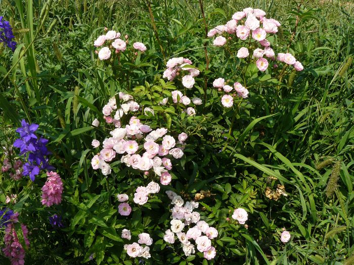 Heavenly Pink - Lens