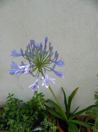 Aproape complet inflorit - Iulie cu de toate