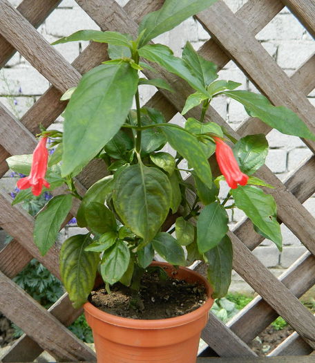 O ruella - Iulie cu de toate