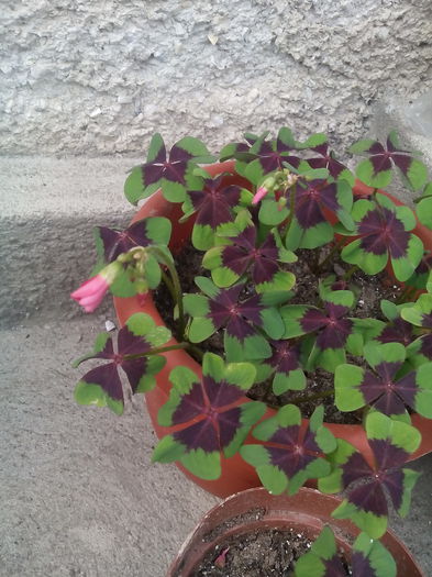 oxalis - Vara 2015