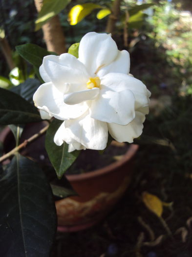 DSC02119 - Gardenia si azalee