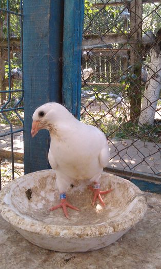 IMAG2303 - pui -2015