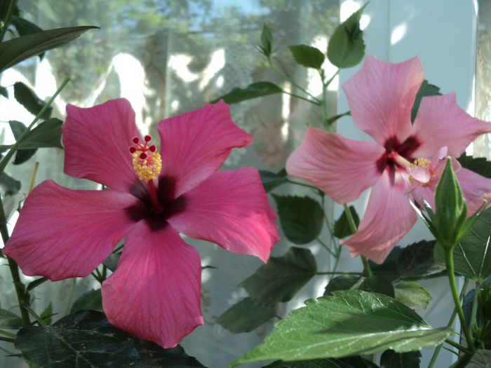 DSC02903 - hibiscusi 2015