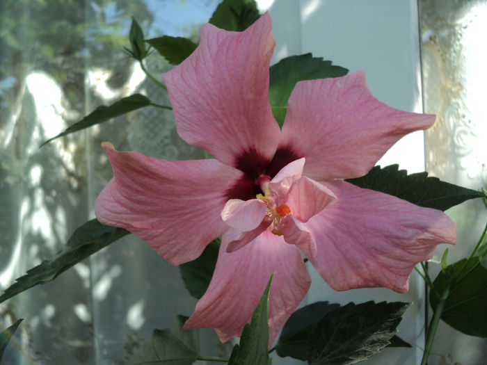 DSC02905 - hibiscusi 2015