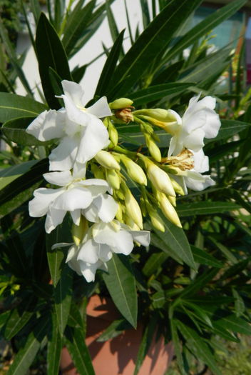 Alb dublu - Oleanderi