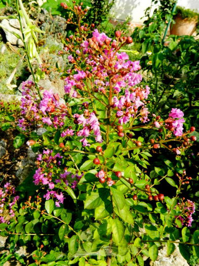 Lagestroemia ciclam - Iulie cu de toate