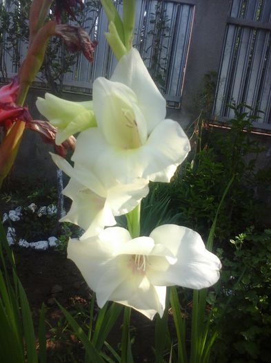 20150718_095045 - floricele 2015 in gradina