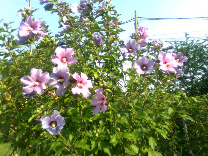 Imagine1716 - Hibiscus syriacus