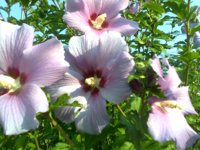 Imagine1717 - Hibiscus syriacus