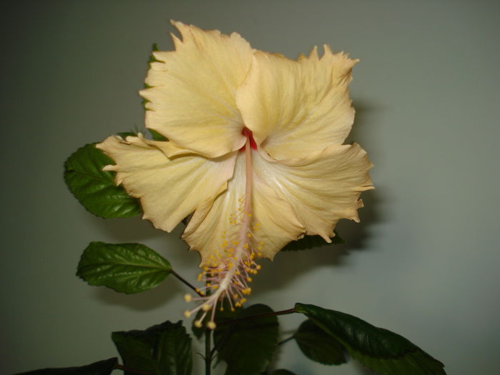 DSC02662 - HIBISCUS 2015