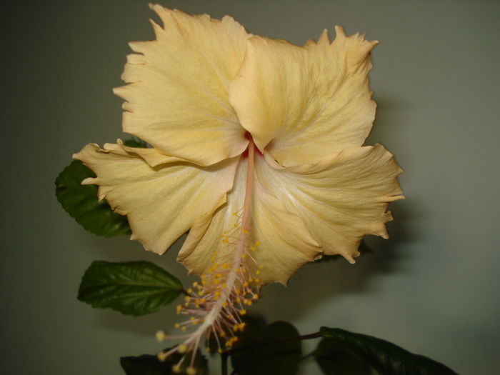 DSC02663 - HIBISCUS 2015