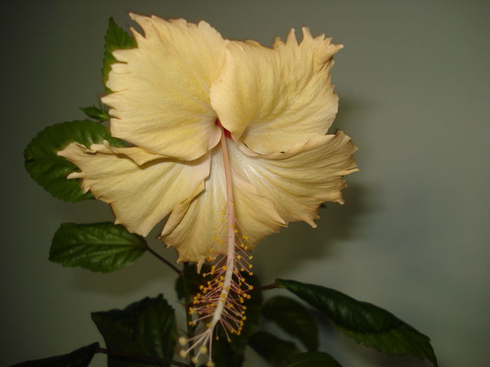 DSC02659 - HIBISCUS 2015