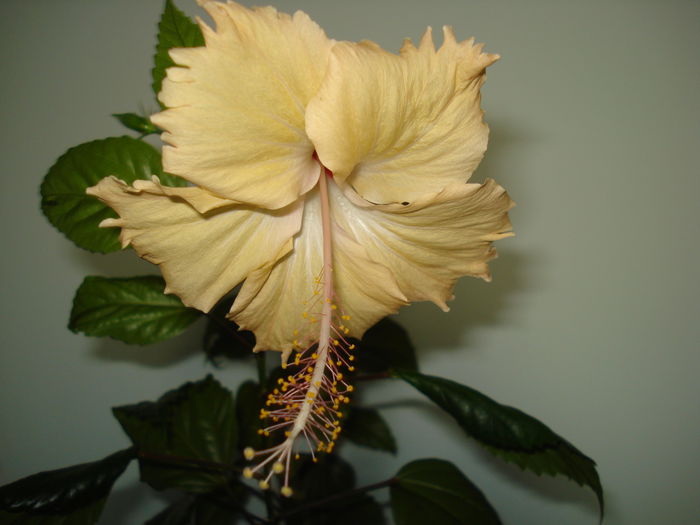 DSC02660 - HIBISCUS 2015