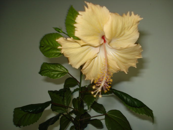 DSC02661 - HIBISCUS 2015