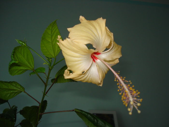 DSC02655 - HIBISCUS 2015