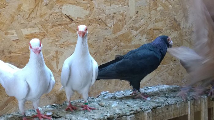 WP_20150719_17_57_17_Raw