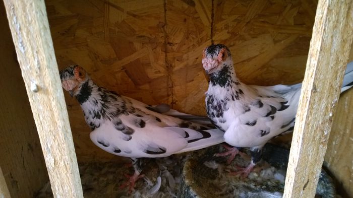 WP_20150719_17_58_37_Raw