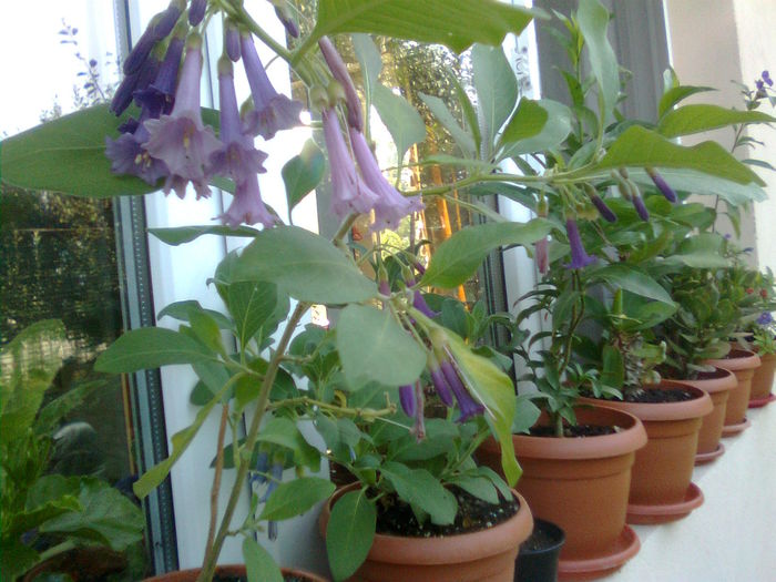 Imagine1696 - Brugmansia Datura Iochroma