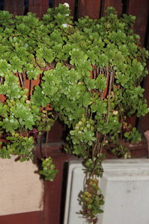 Sedum Spurium - 5 ron pui