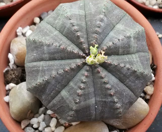 Euphorbia obesa