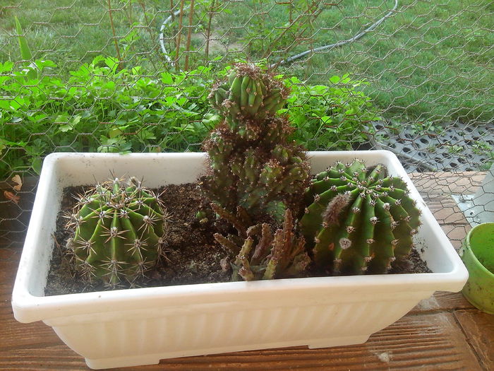 Cactusi; de la andreiandrei
