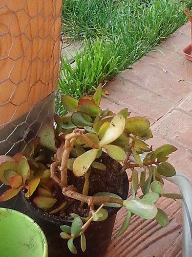 kalanchoe; de la andreiandrei
