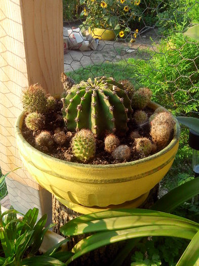 cactusi - De prin gradina 2015