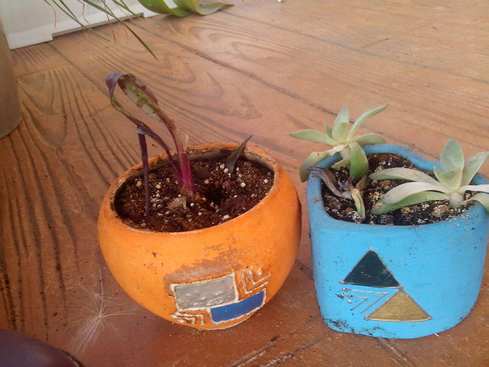 suculente; de la andreiandrei
