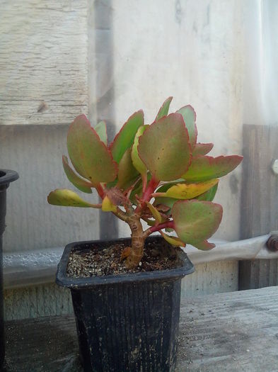 kalanchoe; de la andreiandrei
