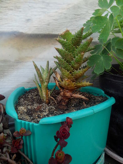 o suculenta - nu stiu ce este; de la andreiandrei
