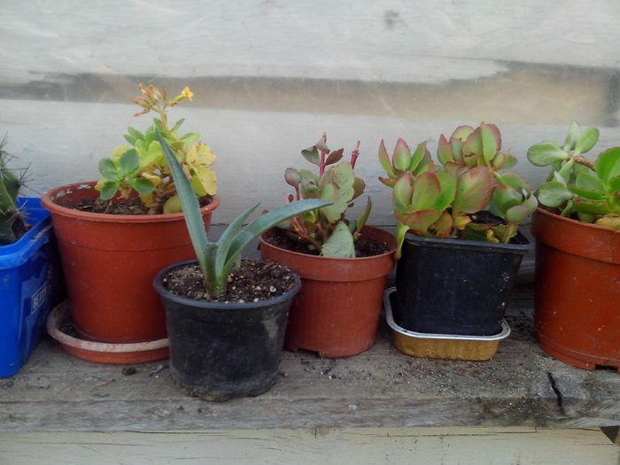 suculete; de la andreiandrei
