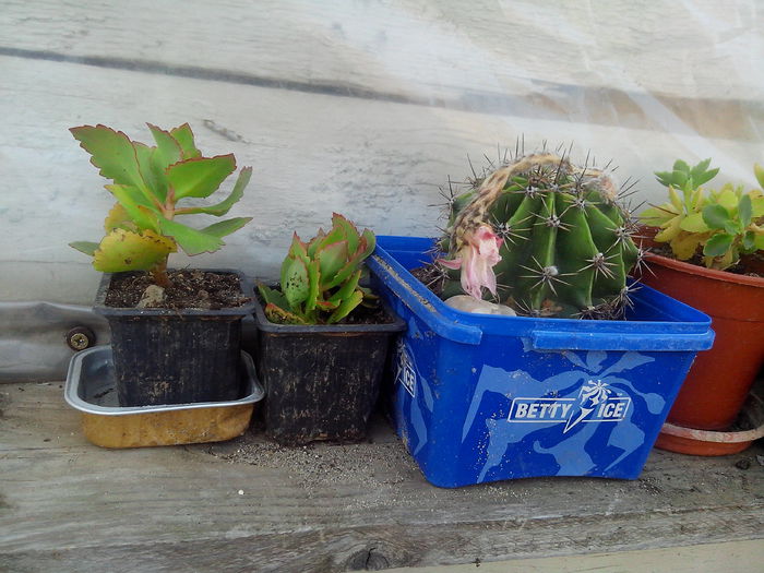 suculente; de la andreiandrei
