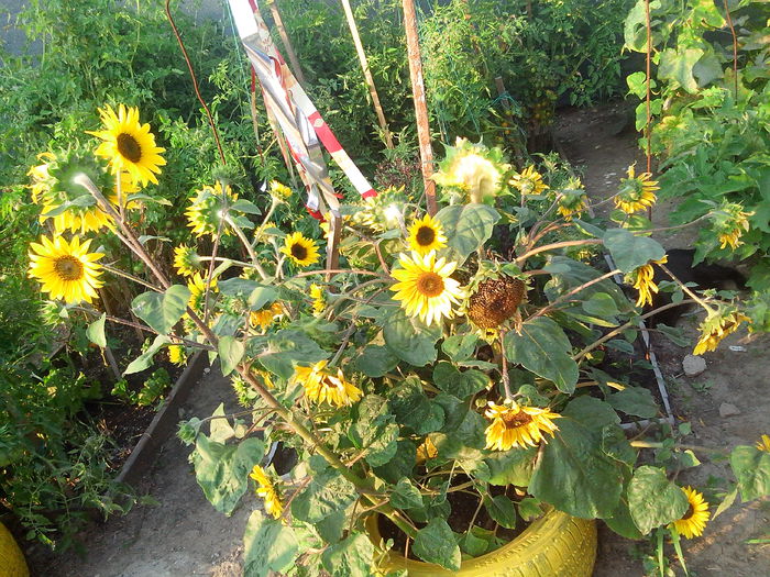 floarea soarelui - De prin gradina 2015