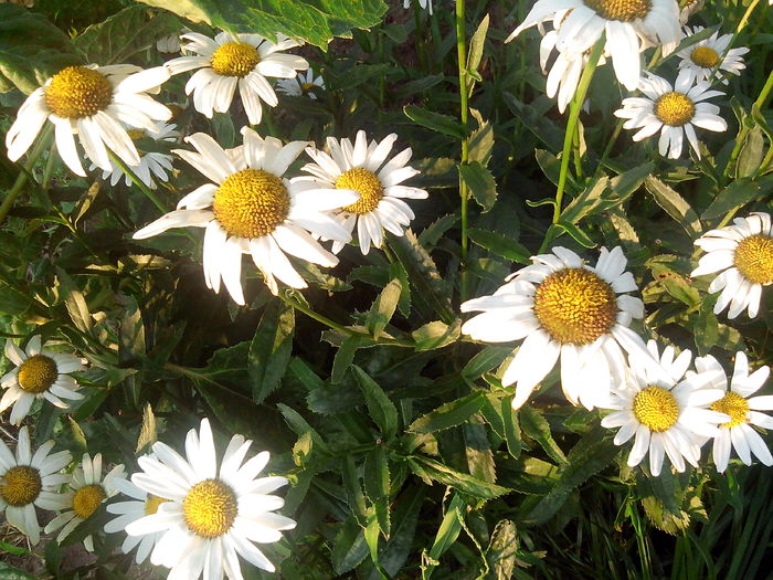 margarete - De prin gradina 2015