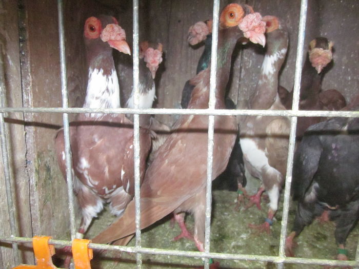 IMG_2554[1] - Carieri