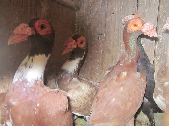 IMG_2555[1] - Carieri