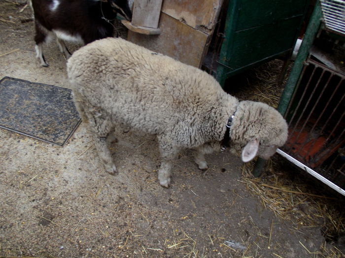 DSCF3952 lola 5 luni si 3 zile (3)