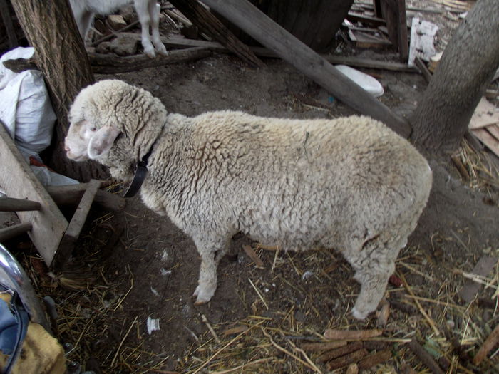 DSCF3956 lola 5 luni si 3 zile (1)