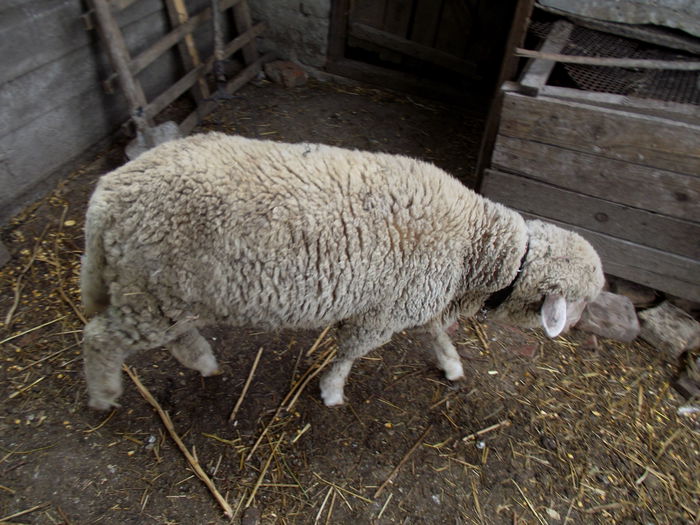 DSCF3956 lola 5 luni si 3 zile (2)