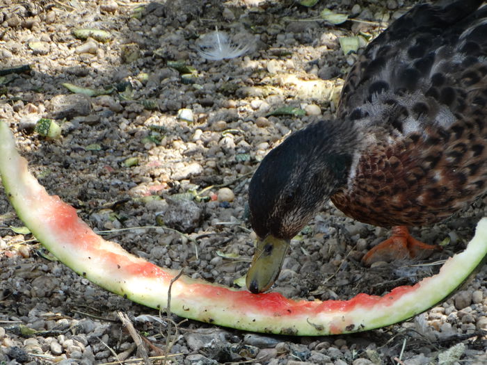 DSC07049 - Rate pitice