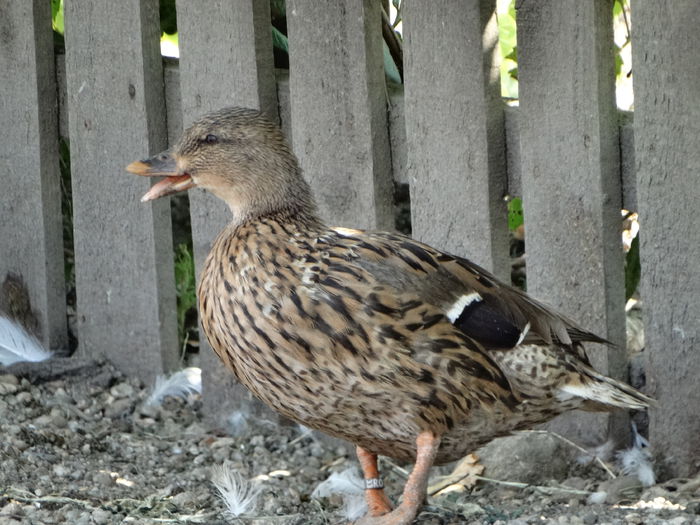 DSC07051 - Rate pitice