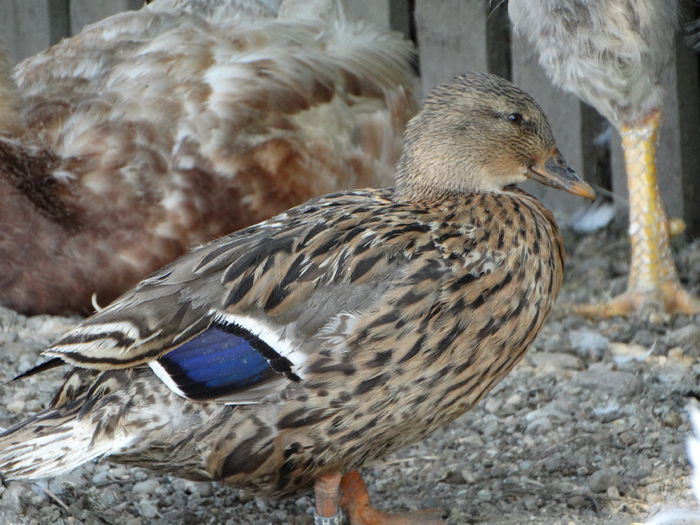 DSC07125 - Rate pitice