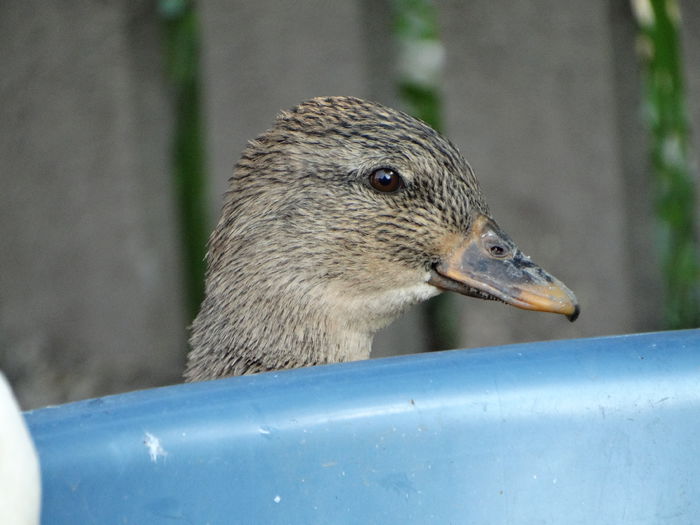 DSC07132 - Rate pitice