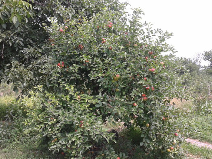 MAR IONATHAN - Gradina casei