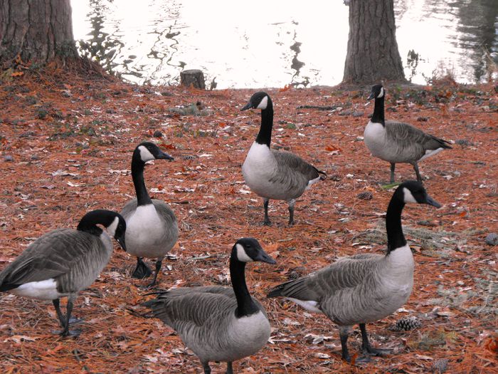 Geese_002