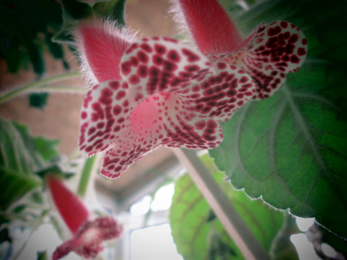 kohleria