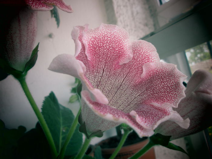 gloxinia - achimenesi 2015 si muscate