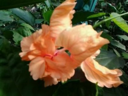Fotografie6423 - Hibiscusi 1